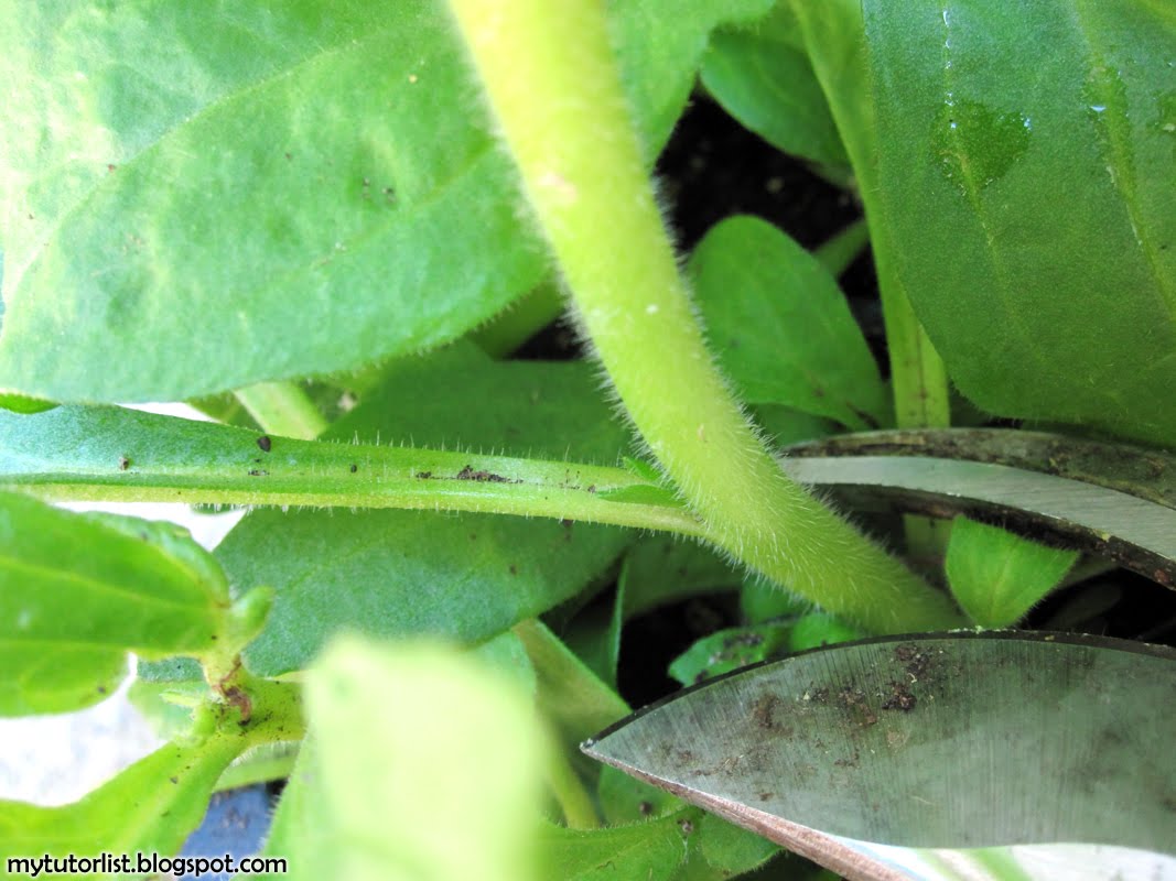 How To Propagate Petunias From Cuttings : Behind Mytutorlist.com