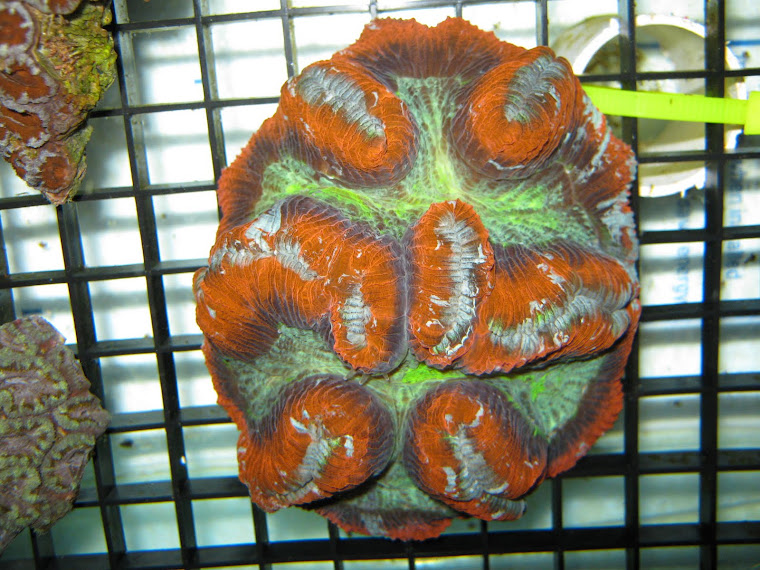 Tri Color Ultra Wellsophillia