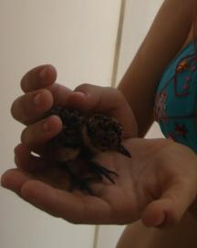 Desperte  e  Viva Bem!