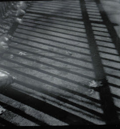 Shadows from fence 2008