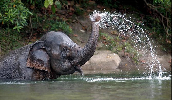 [elephant.jpg]
