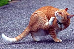 [cat.jpg]