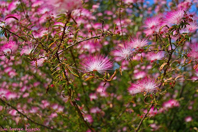 Caliandra do Cerrado: Caliandra rosa