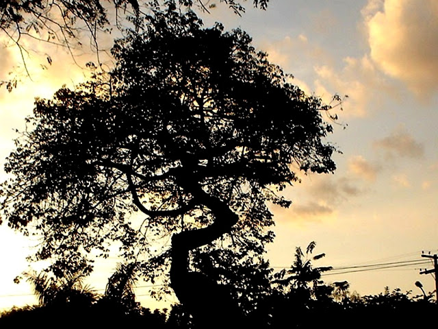  Árvore do Cerrado com sua silhueta tortuosa no Parque Areião em Goiânia