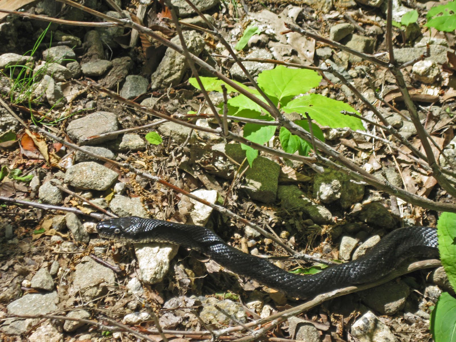 lots of snakes on trail lots of snakes on trail