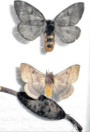Mariposa Negra