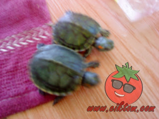 kura-kura diego dan dora 9