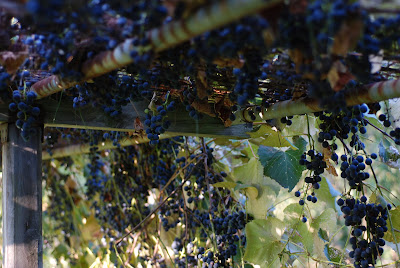 pruning concord grapes eating
