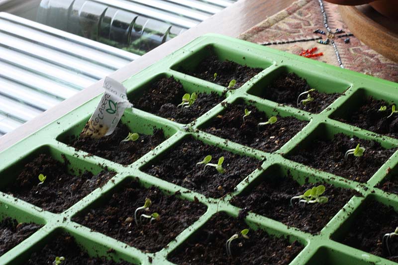 [firstsproutingseedlings2010.jpg]