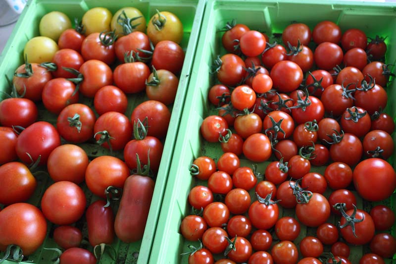 [sixtypesoftoms.jpg]