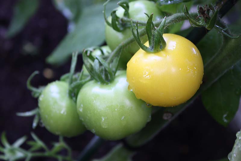 [golden+sunrise+aug09.jpg]