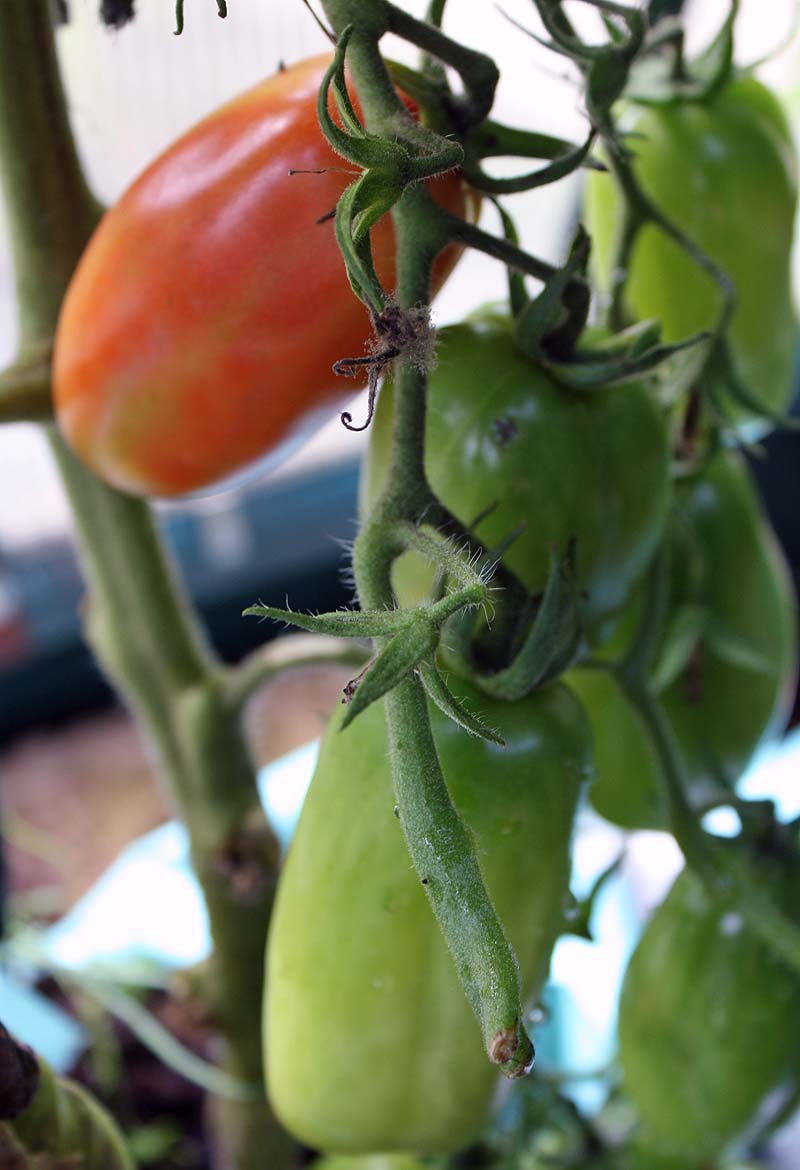 [san+marzano+aug09.jpg]