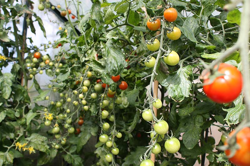 [flourishing+tomatoes.jpg]