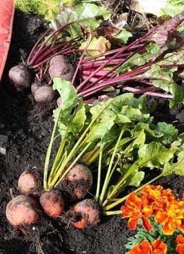 [twocoloursbeetroot[1].jpg]