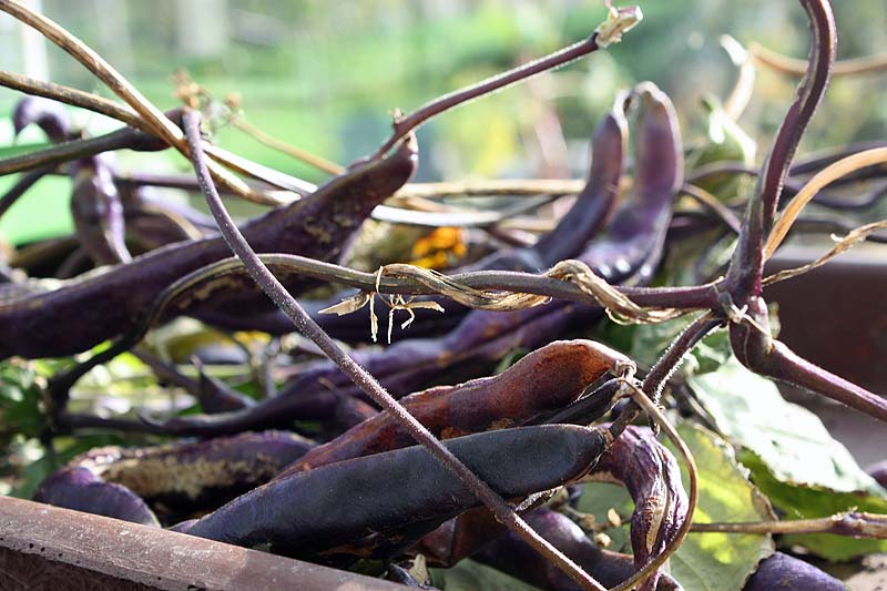 [drying+beans.jpg]