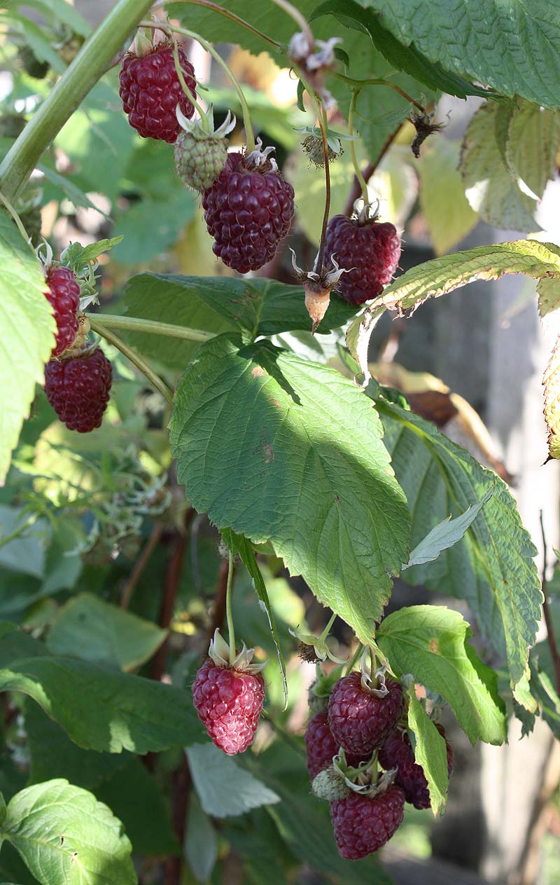 [october+raspberries.jpg]