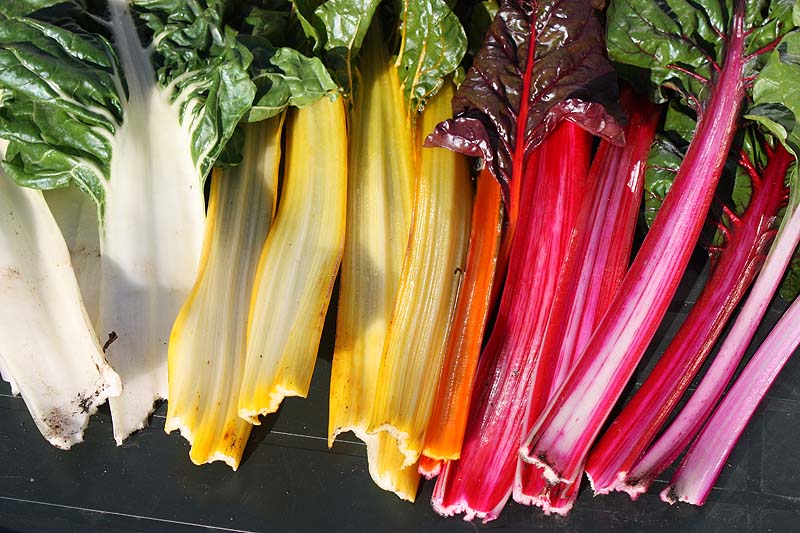 [rainbow+chard.jpg]