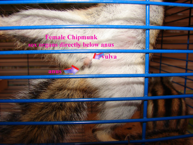 How to tell if you chipmunk is male or female