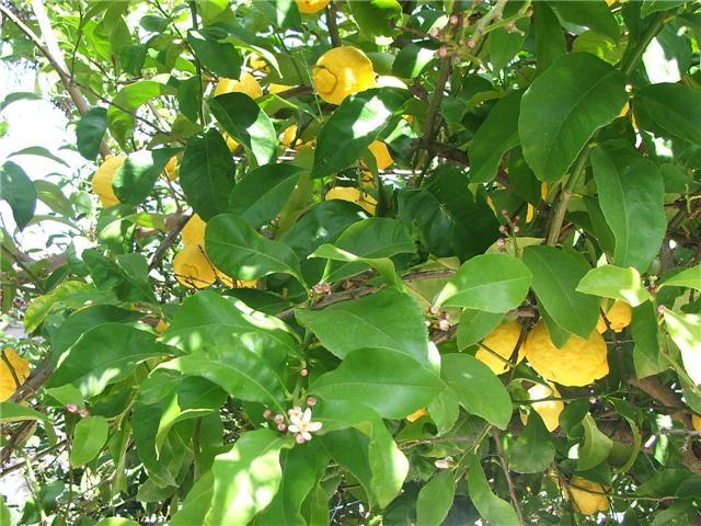 [Limoeiro.jpg]