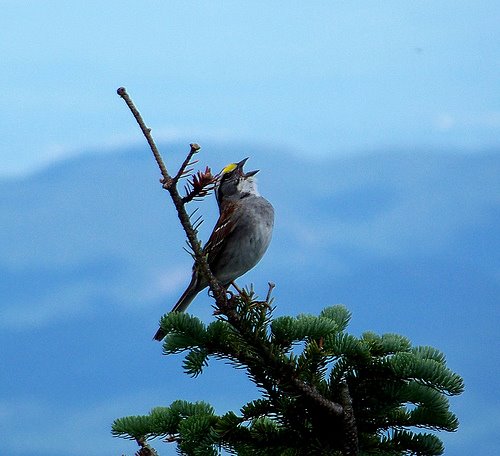 [Sparrow+-+flickr.comphotosmoniques_picks2672980416inpool-beautifulpointandshoot.jpg]