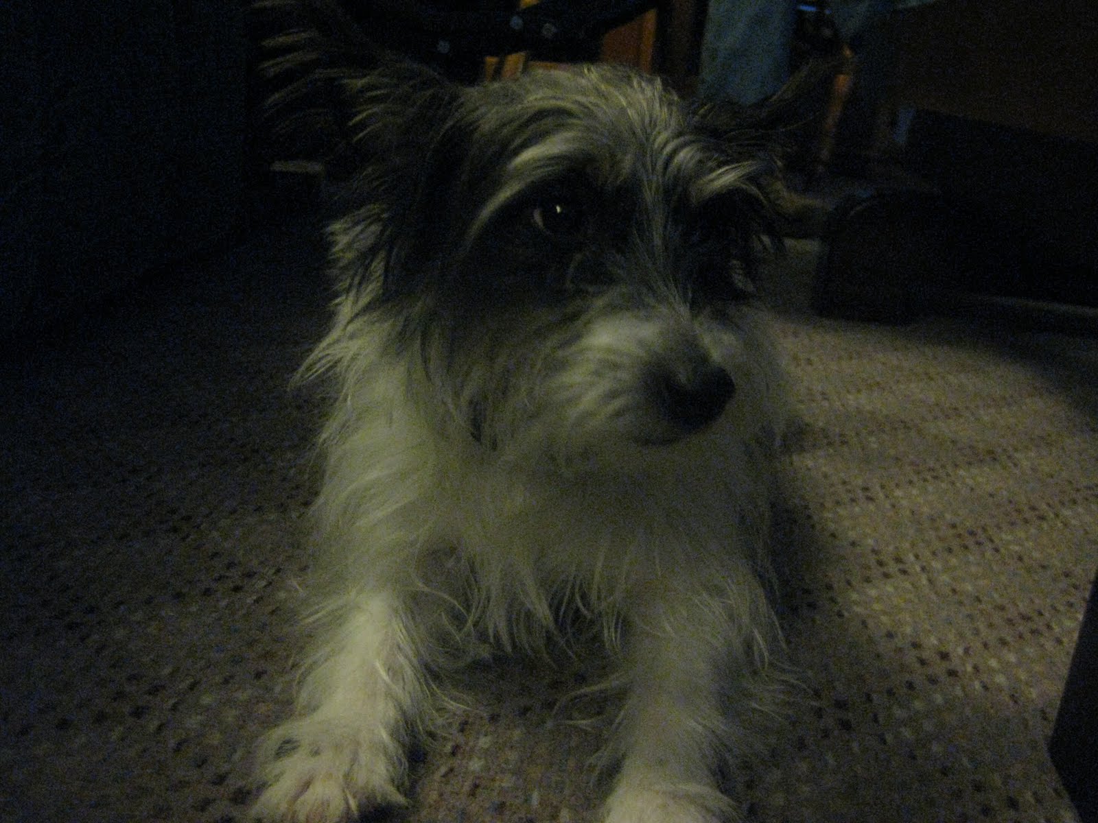 Jack Russell Short Hair Brush Wavy Haircut