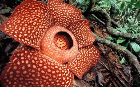 Las 5 plantas más extrañas del mundo. ~ La Ciencia Ahora