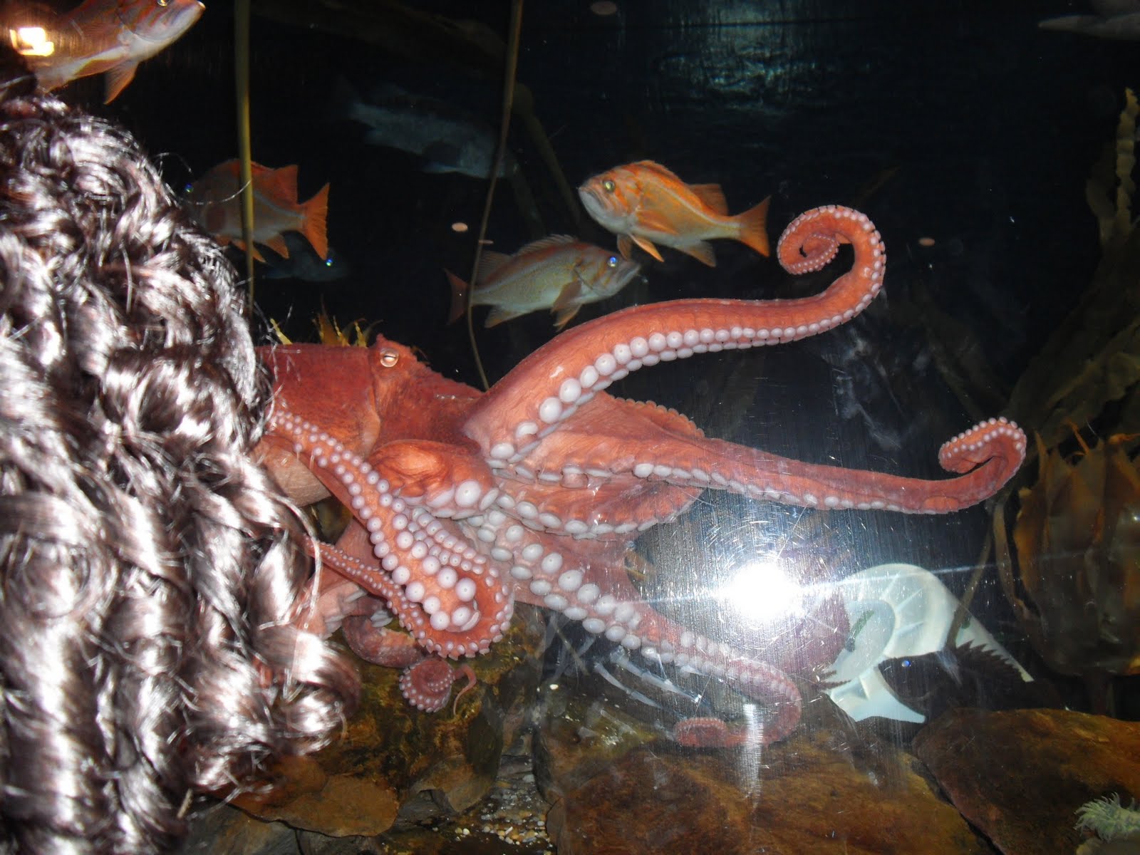 Little  Treasures Aquarium