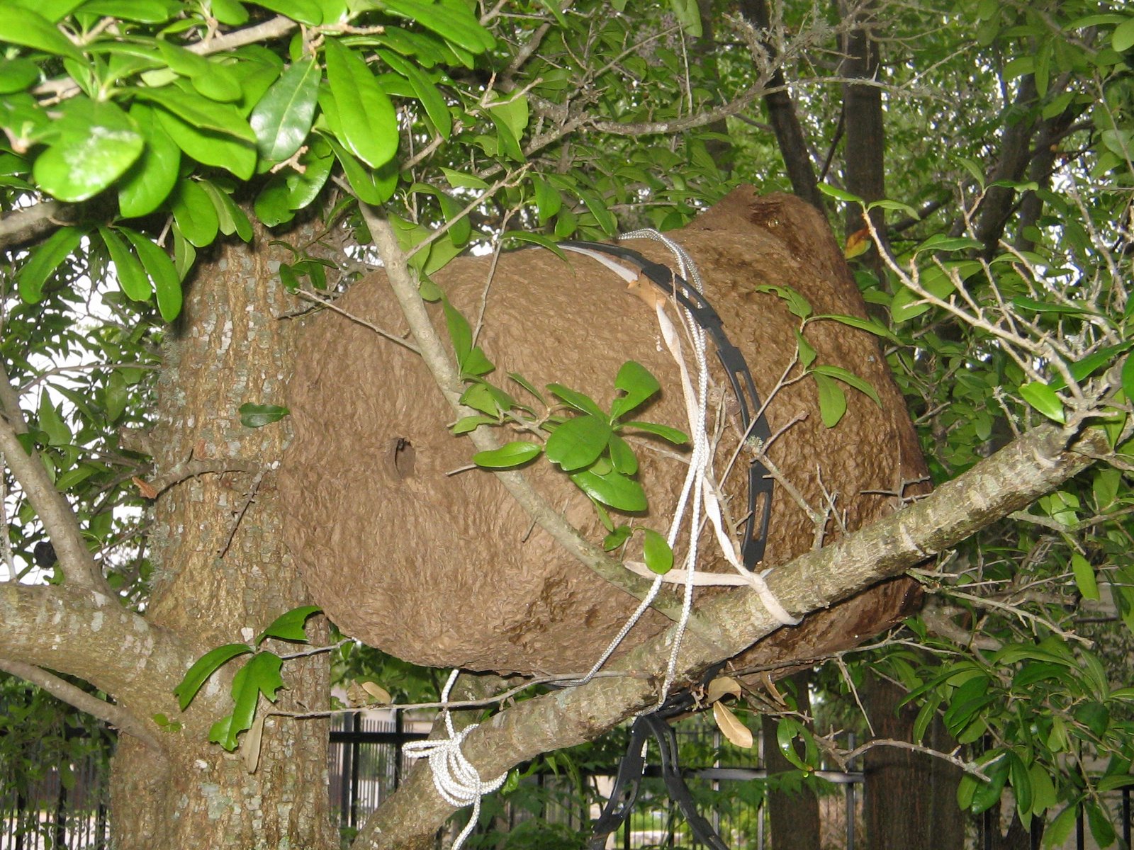 Beekeeping in Austin, Texas Bee Swarm Trap