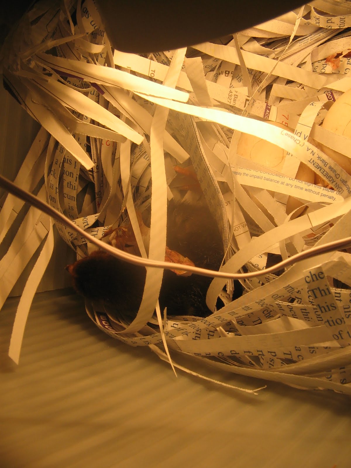 Beekeeping in Austin, Texas