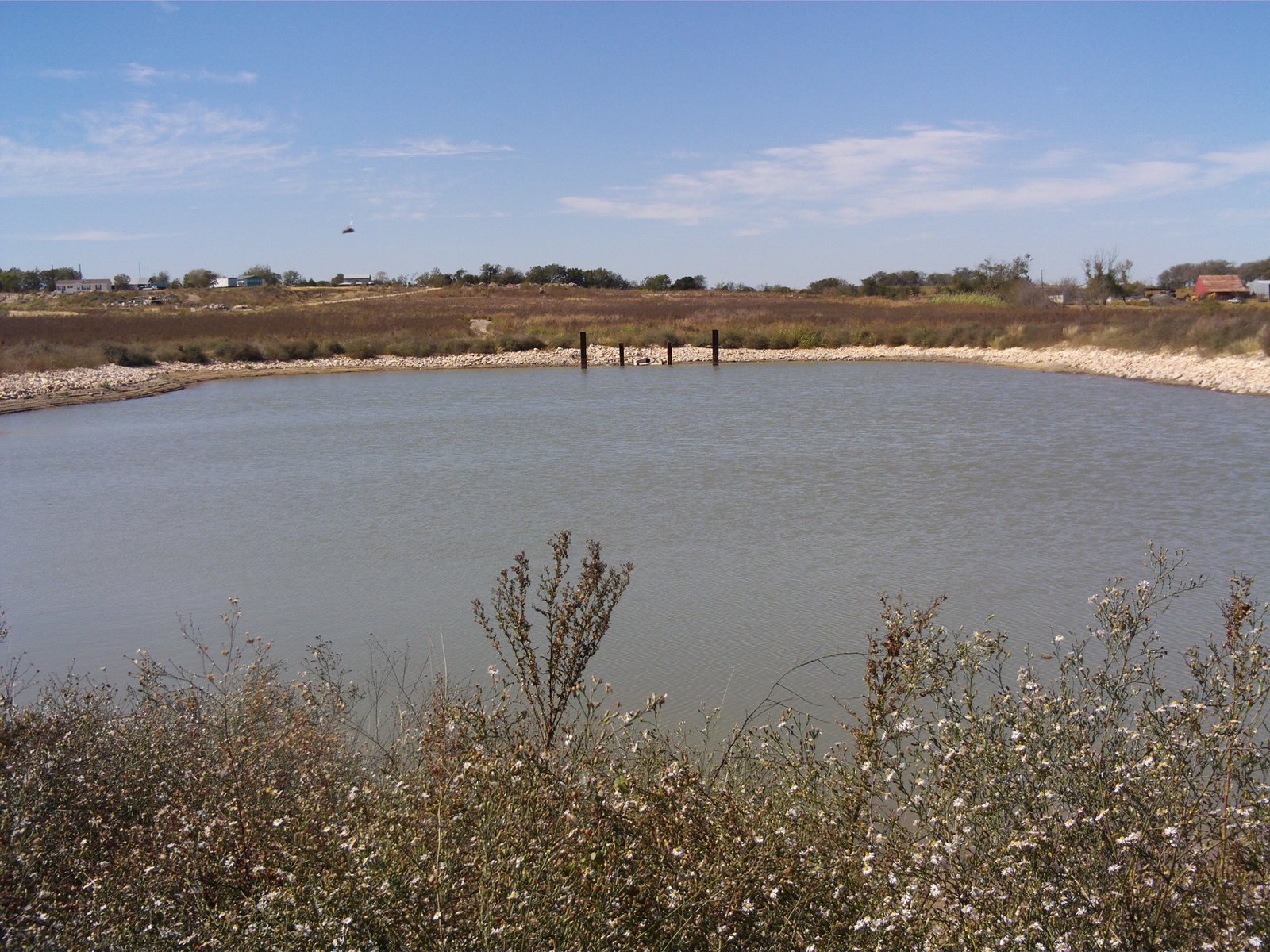 Beekeeping in Austin, Texas