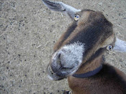 Grandma Goat