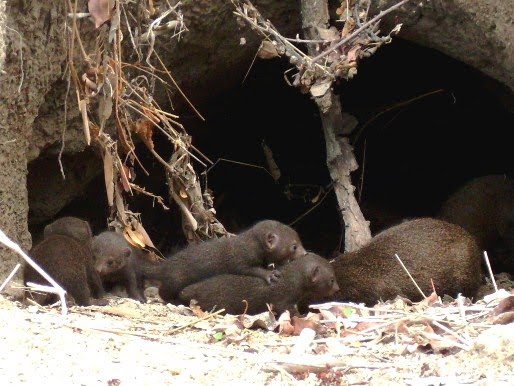 aqensimet: honey badger vs tasmanian devil