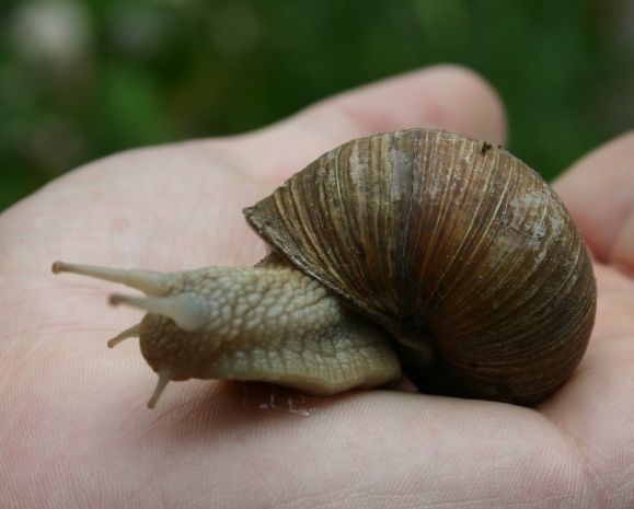 [schnecke1.jpg]