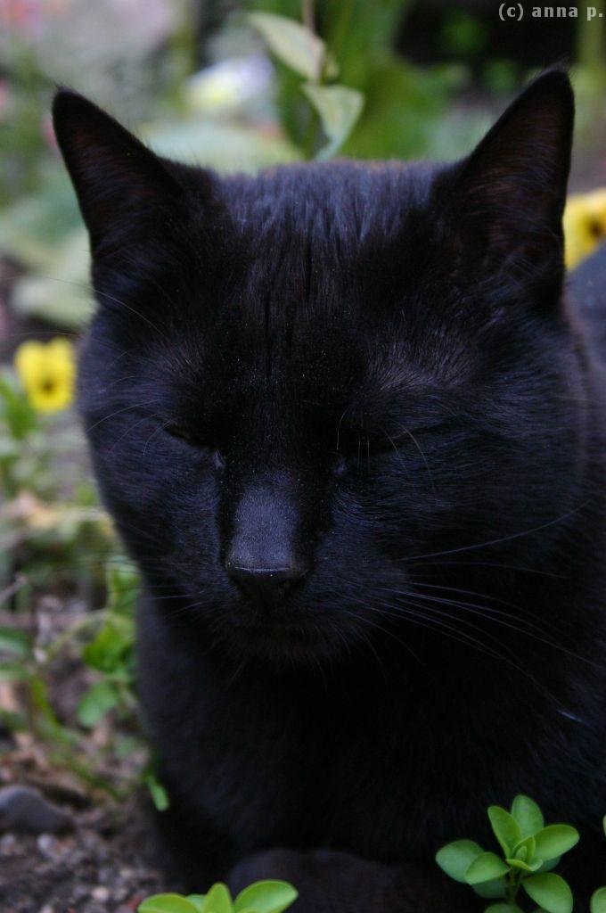 [katze7.jpg]