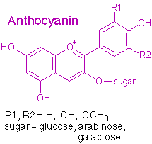 http://1.bp.blogspot.com/_0gaWAhb4XQc/TFdLEbb6TAI/AAAAAAAAAgw/hYwhI4qxOvc/s1600/anthocyanin%5B1%5D.png