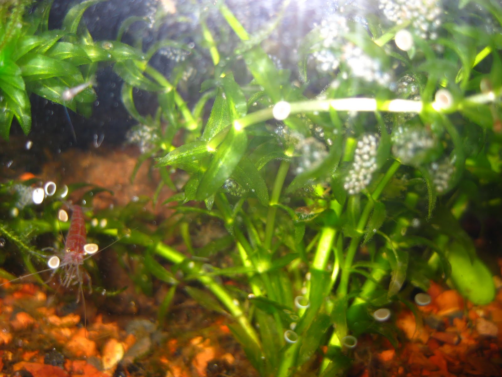 Collective Unconscious Cherry Shrimp Eggs!!!