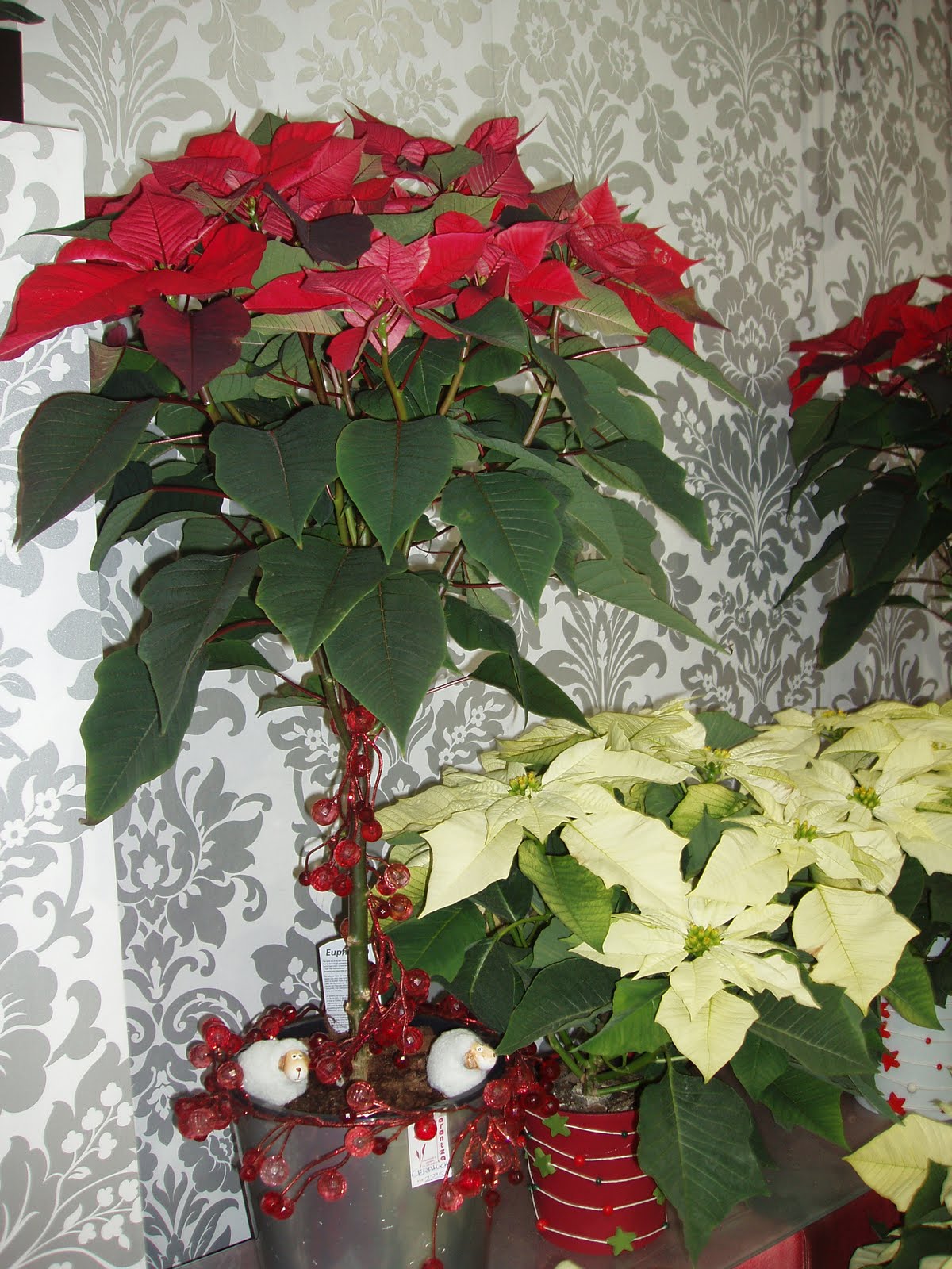 Floristería Arantza: Poinsetia o Flor de Pascua