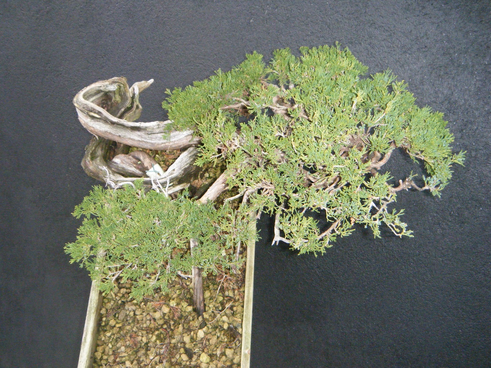 kingii: caja de madera