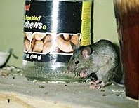 The Pest Advice What Is Scratching I Hear In My Roof So You Are Hearing The Noises In Middle Of Night Is It Rats Or Mice Larger And Do Make Louder Noise But That Little Help If