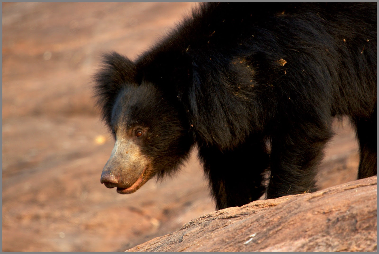 NatureOLog: Daroji Sloth Bear Sanctuary