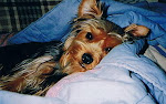 Our beloved Angel 1997-2008