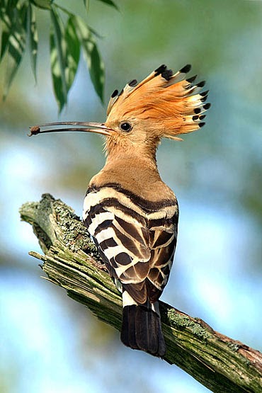 A Cup Of Caffeine Ibibik Upupa Epops