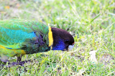 Australian Ringneck Parrot #206
