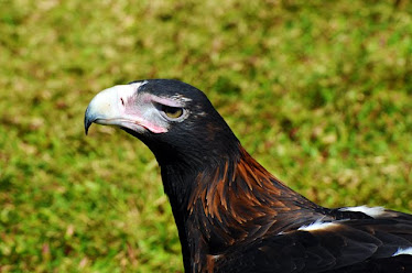 Wedge-tailed Eagle, headshot