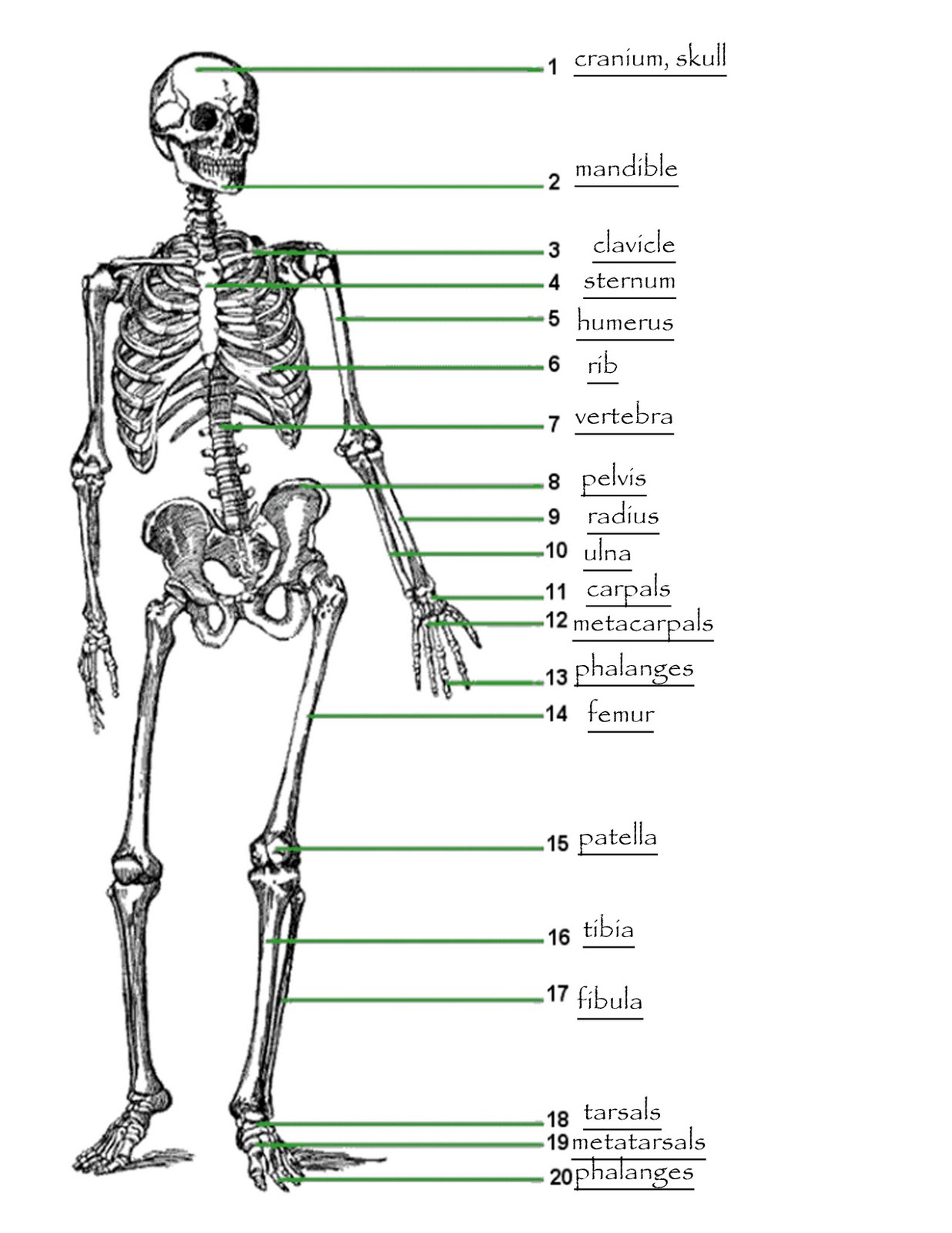 Подпишите названия костей скелета. Строение скелета человека без подписей. Подписать кости скелета туловища. Скелет анатомия строение рисунок. Строение скелета человека рисунок с подписями.