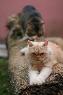 kucing penyayang, pasangan kucing