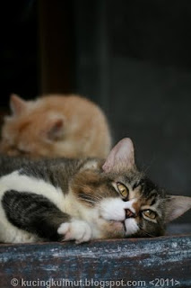 memilih kandang kucing, kandang kucing indoor, kandang kucing outdoor, tempat tidur kucing, rumah kucing
