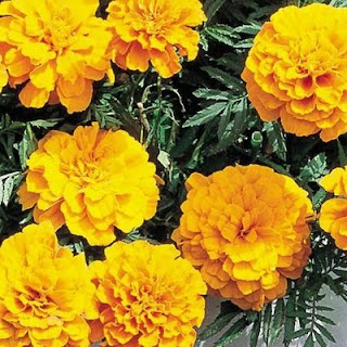 Plante: CRAITA - Tagetes patula
