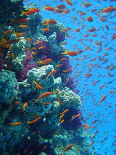 great barrier coral reefs australia
