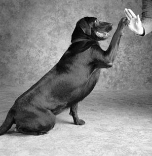 dog hi five
